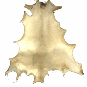 Kangaroo skin no hair