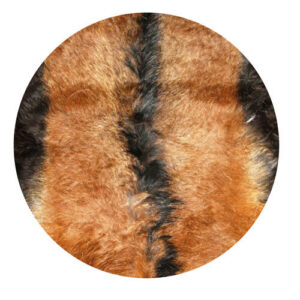 Goat - Drum Discs - Hair on