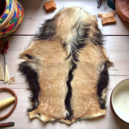 Goatskin djembe head showing natural spine and thickness variation across the skin